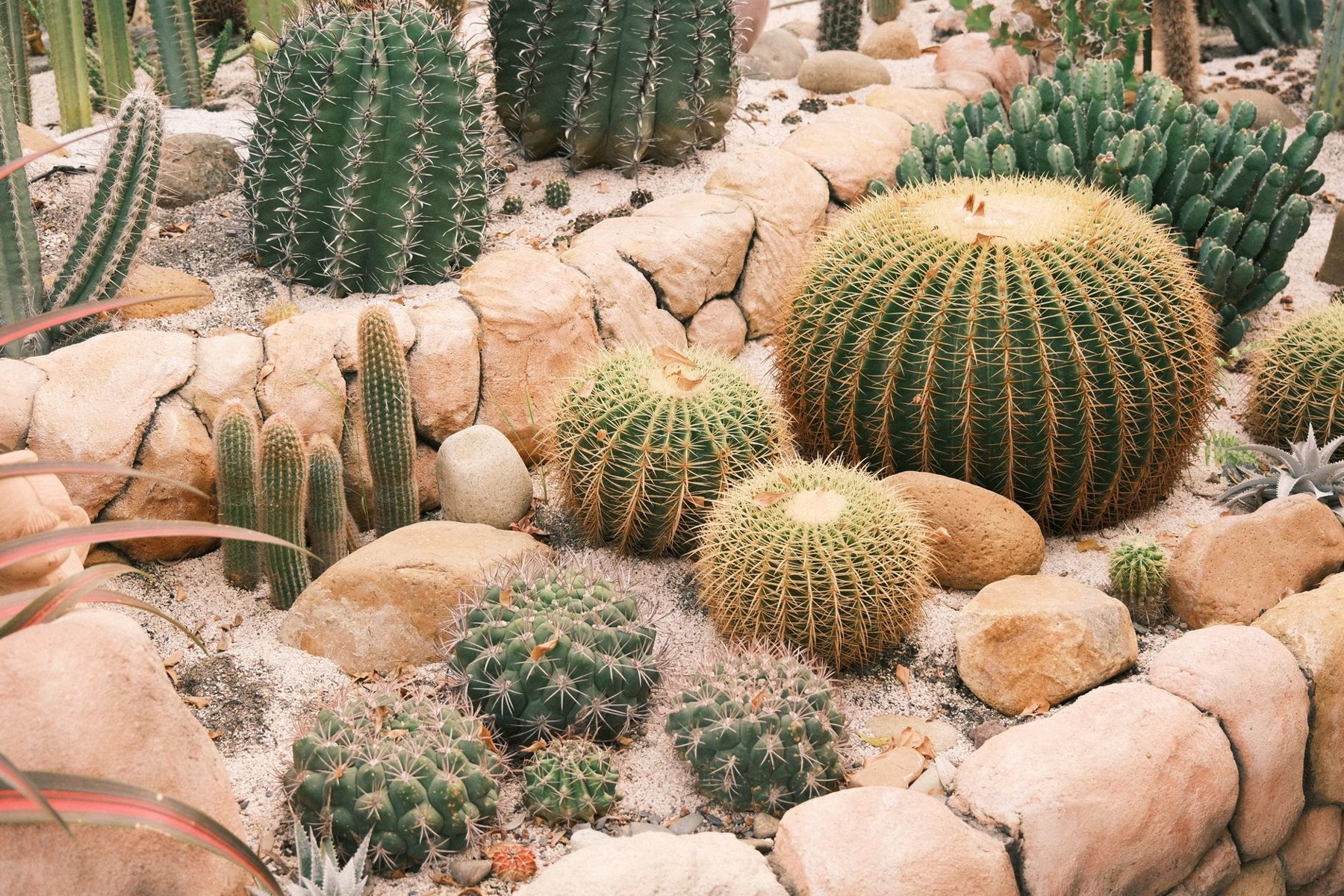 Desert Landscaping & Xeriscape in Goodyear AZ