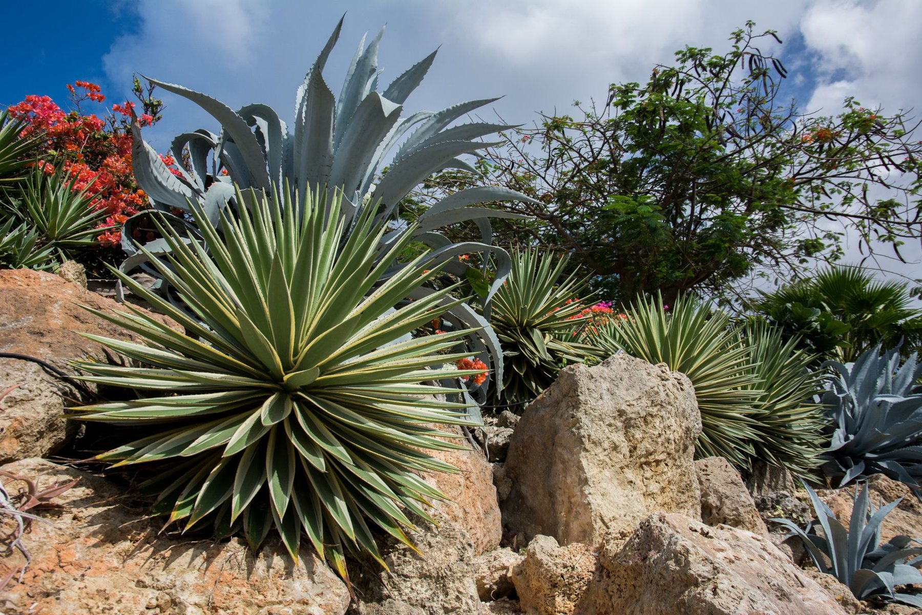 Desert xeriscape design in Goodyear, AZ